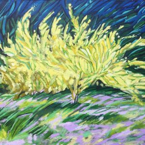 Forsythias
