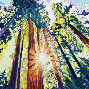 Sunburst in the Redwood Forest